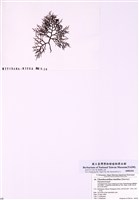 藏品(線形杉藻)的圖片